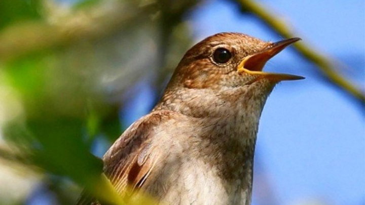 Dına Nurpeıisova  "Bulbul"