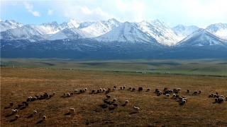 Халық әні "Замандас"