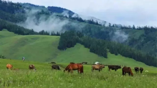 Халық әні "Жылқы ішінде ала жүр"